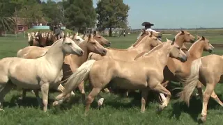 Cómo Entablar una Tropilla