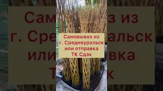 ПЛЕТЁНЫЕ ДЕРЕВЬЯ ИЗ ИВЫ