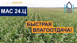 MAS Seeds - гибрид кукурузы МАС 24.Ц