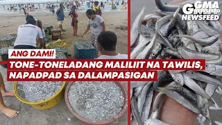 Tone-toneladang maliliit na tawilis, napadpad sa dalampasigan | GMA News Feed