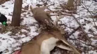 Stuck Deer Saved by Taser