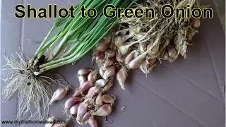 Growing shallots for green onion, From planting to harvest, ready in 2 months.