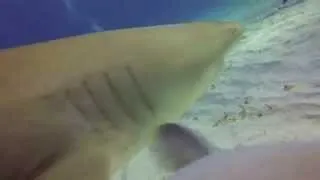Tiger Shark vs. GoPro