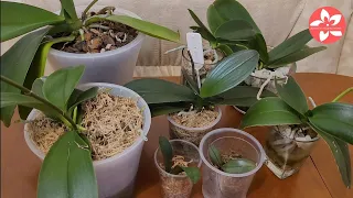Орхидеи в закрытой системе уход полив удобрения