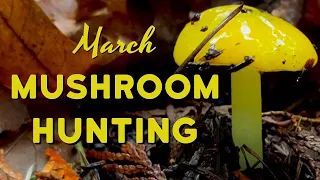 March Mushroom Hunting in the Forest of the Pacific Northwest - Spring Mushroom Foraging Begins!