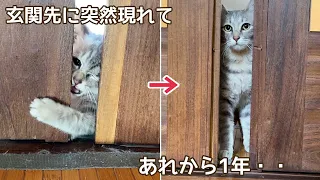 【玄関先に突然現れた子猫】子猫が突然現れてから・・１年が経ちました・・ふくの成長記録とおまけ映像あります。