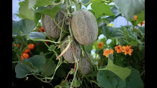 Melon growing and harvest, on the ground or up a string