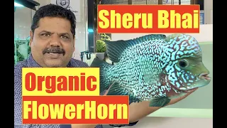 Sheru Bhai Flowerhorn | FlowerHorn Aquarium | Mayur Dev Aquascaper Natural Aquarium Ideas 4K