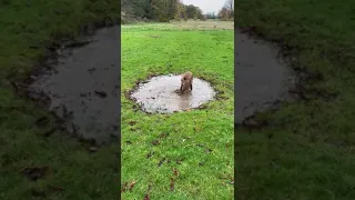 Dog Playing In Mud 🐕 ❤️  #shorts #short #fyp #funny #fypシ #viral #trend #dog #puppy #love #art #yt