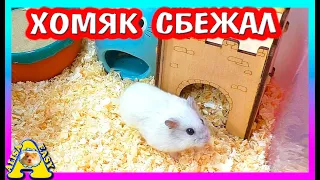 КУДА ПРОПАЛ ХОМЯК? / ХОМЯК СБЕЖАЛ / ПОДАРОК для Хомки Куки / Колесо для Хомяка / Alisa Easy Pets