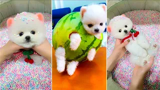 Cute Pomeranian Puppies Doing Funny Things #24 🐶 Cute and Funny Dogs 2024