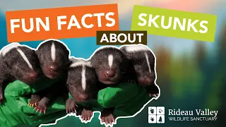 Fun Facts About Skunks