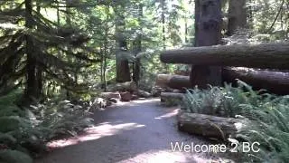 Big Trees, MacMillan Provincial Park, Vancouver Island, BC