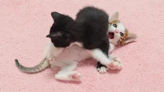 What Happens When Two Kittens Fight With Each Other