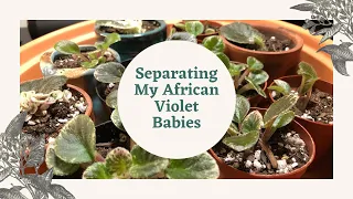 Separating My Baby African Violets