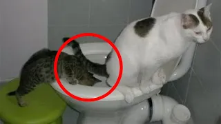 ЛЮБОПЫТНЫЕ КОТЫ ЛЕЗУТ В КАЖДУЮ ДЫРКУ!😼СМЕШНЫЕ КОШКИ и СОБАКИ🙀🐶🐷 ПРИКОЛЫ С ЖИВОТНЫМИ😂