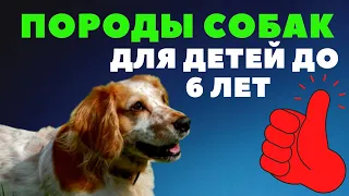 Топ пород, подходящих для семьи с детьми до 6 лет!