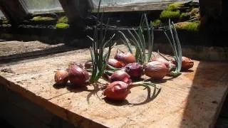 What to do with sprouted onions