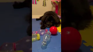 Bowling dog! #newfoundlanddog #dogtrainer #giantdog #dogtraining #trickdog #dogtricks