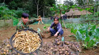 Harvest and propagate taro. Plant more dong to make starch - 360 days with wife to build a new life