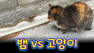 고양이 vs 뱀 | cat🐈  snake🐍