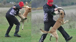 Belgian malinois IGP1 exam - Etuz iz Gratsiano