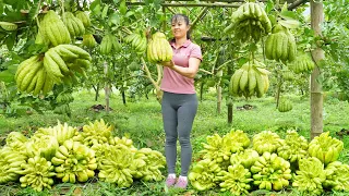 60 Days Harvesting Buddha's Hand Fruit, Chicken Eggs, Potato, Cantaloupe Go To Market Sell