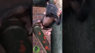 Mum Chimpanzee Dangling Her Baby Chimp #shorts