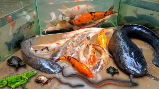 Wow! Tangkap Lele Besar Dalam Lubang Batu, Lele Albino, Ikan Hias, Ikan Koi, Ikan Mas, Iguana, Belut