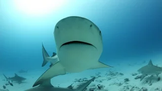 Extreme diving with ten bull sharks.Playa Del Carmen, Mexico