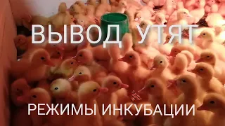 Вывод утят. Режимы инкубации утиного яйца.