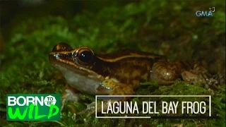 Born to be Wild: Doc Ferds searches for the 'threatened' Luzon Fanged Frog