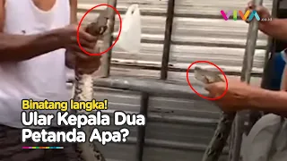 MISTIS! Kemunculan Ular Langka Kepala 2 Depan dan Belakang