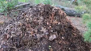 Compost is King part 2