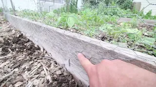 How to Use Chicken Wire to Rabbit Proof a Raised Bed