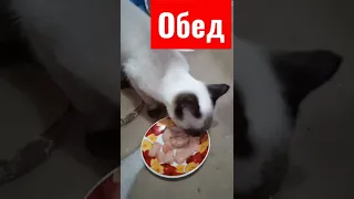 Сиамская кошка Соня.Обед-свинное филе.#днр #сиамскаякошка #обед #свинина #филе #россия #донецк #мир
