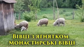 🇺🇦 Вівці з ягнятком. Монастирські вівці.