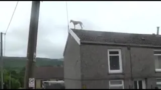 Video of stranded Dog on Rooftop, there’s no sign how it got there