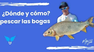 ¿Como pescar bogas y dorados?