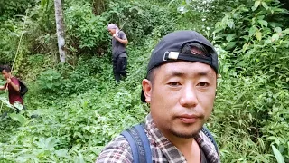 Searching Giant Vespa Affinis || common hornet in Asian