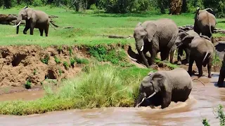 Mother elephant gives up one twin to save the other from lions