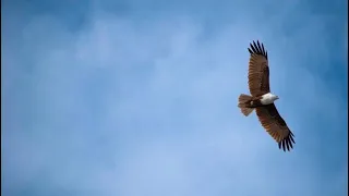 They shall mount up with wings like eagles (Isaiah‬ ‭40:30-31‬) - Thought for the Day - 11Aug2020