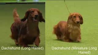 The Two Long Haired Dachshunds, A Brief Comparison