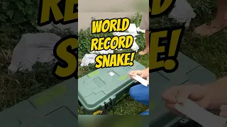 The LARGEST PYTHON caught in our FLORIDA EVERGLADES 🔥 #shorts #worldrecord #snake #python #invasive