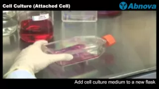 Cell Culture (Attached Cell)