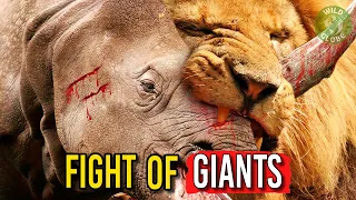 Rhino vs LION Real FIGHT | Lion ATTACKS Hyena, Giraffe and Zebra (Wild Globe)