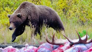 STAND-OFF WITH BROWN BEAR ON OUR MOOSE AND WOLF HUNT!!! INTO THE WILD PT 2 | S7E15 | Limitless