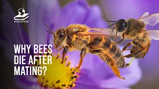 This Is Why Bee Dies After Mating