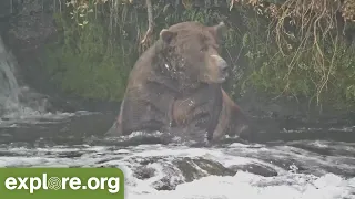 32 Chunk the Hunk Returns to Brooks Falls + Meet the Chonky Cubs of Brooks Falls! Best of Bear Cam