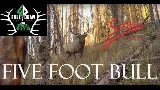 FIVE FOOT BULL - A Stalker Stickbows Film